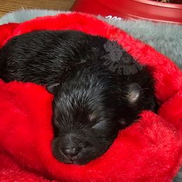 Pepper's I Bet My Life - Black and tan male Pomeranian puppy in Plant City, Florida from Pepper's Pomeranians