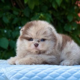 Pomeranian Puppies from Pomeranian gem