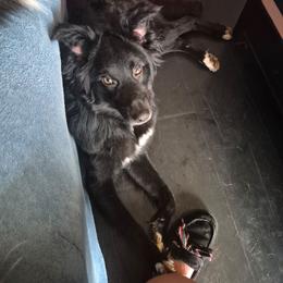 Lasher - Black & white male Australian Shepherd puppy in Pemberville, Ohio from Samara's Australian Shepherds
