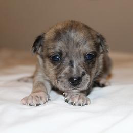 Rocco - Merle male Chihuahua puppy in Willamina, Oregon from Cherished Chihuahuas