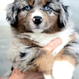 Labrador Retriever and Miniature American Shepherd Puppies from ROCK CREEK