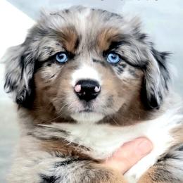Labrador Retriever and Miniature American Shepherd Puppies from ROCK CREEK