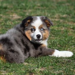 Josey - Blue merle Miniature Australian Shepherd puppy in Redfield, Kansas from CY Ranch Aussies