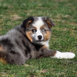 Josey - Blue merle Miniature Australian Shepherd puppy in Redfield, Kansas from CY Ranch Aussies