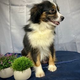 Jewel - Miniature American Shepherd