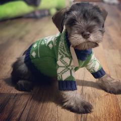 Miniature Schnauzer Puppies from Southern Magnolia Schnauzers