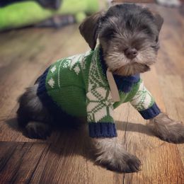 Miniature Schnauzer Puppies from Southern Magnolia Schnauzers