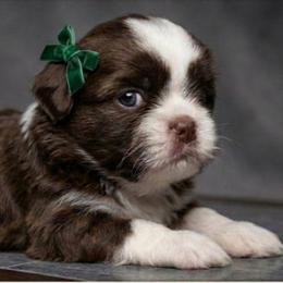 EDEN - Liver and white female Shih Tzu puppy in Los Banos And Bay Area, California from Shantii's Shih Tzu's