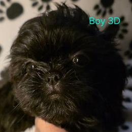 Boy 3 D - Black male Shih Tzu puppy in Buxton, Maine from Shih Tzu Junction