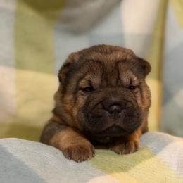 Salsa - Brown sable female Chinese Shar-Pei puppy in Lenoir, North Carolina from Peitato Chips