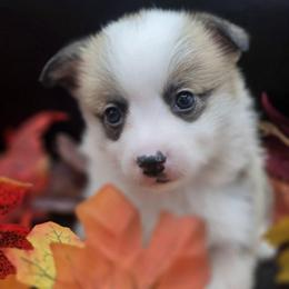 Autumn - Red female Pembroke Welsh Corgi puppy in Tomball, Texas from Larsen Loved Corgis