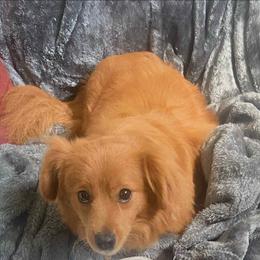 Simba - Red male Companion Cross puppy in Macon, Georgia from Shipoo Lane