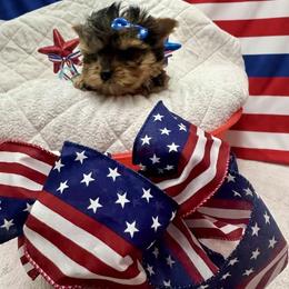 Blue - Blue and gold male Yorkshire Terrier puppy in Milton, Florida from Sassenach Yorkie Kennels