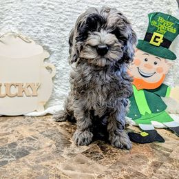 Aussiedoodle, Australian Shepherd, Bernedoodle, Cockapoo, and Poodle Puppies from Sis' Doodles & Poodles