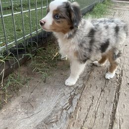 Toy Australian Shepherd Puppies from CincoRanch Toy Aussies