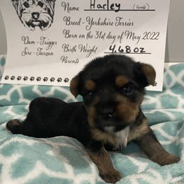 Yorkshire Terrier Puppies from K’s Yorkies