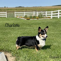 Charlotte  - Pembroke Welsh Corgi
