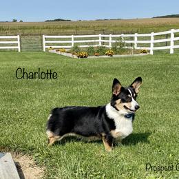 Charlotte  - Pembroke Welsh Corgi