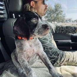 German Wirehaired Pointer Puppies from Hullabaloo Kennels