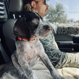 German Wirehaired Pointer Puppies from Hullabaloo Kennels