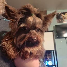 AKC Kobe - Chocolate and tan male Yorkshire Terrier puppy in West Enfield, Maine from GRIFFEY'S SPA AND KENNEL