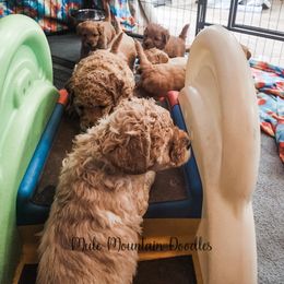 Double Doodle, Labradoodle, and Sheepadoodle Puppies from Mule Mountain Doodles