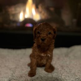 Aspen - Red  male Goldendoodle puppy in Noblesville, Indiana from R and H Doodles
