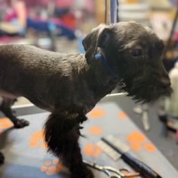 Grace - Black and gold female Yorkshire Terrier puppy in Dallas, Texas from JBzPawz