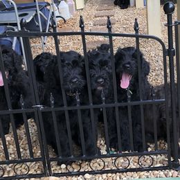 Black Russian Terriers from Over the Moon Black Russians