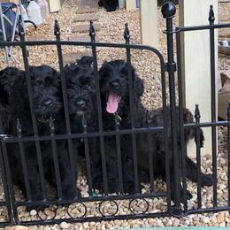 Black Russian Terriers from Over the Moon Black Russians