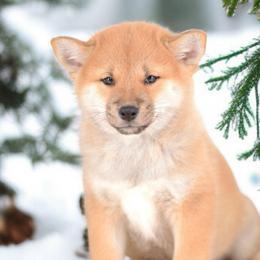 Boy 3 🩵 Red Boy - Red male Shiba Inu puppy in Neosho, Missouri from Sunny Terrace Shibas