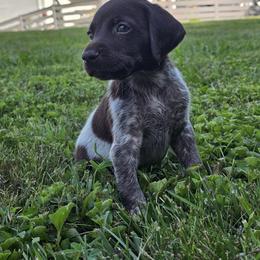 German Shorthaired Pointer Puppies from Erin McGhee