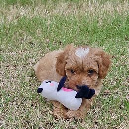 Cavapoo, Cockapoo, Goldendoodle, and Maltipoo Puppies from Perdue Puppies