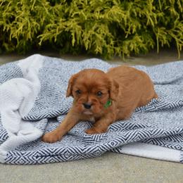 Beau - Ruby male Cavalier King Charles Spaniel puppy in Resaca, Georgia from Freeman's Royal Cavaliers