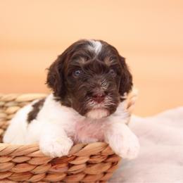 Coats - Brown and white male Bernedoodle puppy in Scottsville, Kentucky from Barren River Bernedoodles and Poodles