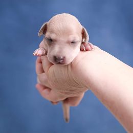 Brussels Griffon and Italian Greyhound Puppies from Adornare Kennels