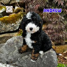 Andrew - Tri-color male Bernedoodle puppy in Banner Elk, North Carolina from Walnut Tree Bernedoodles