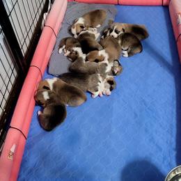 Girl 3 - Red female Pembroke Welsh Corgi puppy in Gulf Breeze, Florida from Cajun Creek's