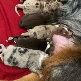Australian Shepherd Puppies from Dream E River Ranch