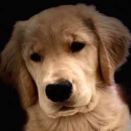 Golden Retrievers from Rustic Pines Goldens