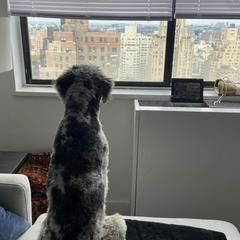Aussiedoodle and Australian Shepherd All Grown Up from Australian Shepherds of C4 Farms