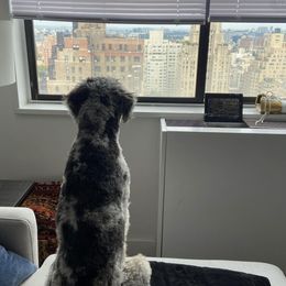 Aussiedoodle and Australian Shepherd All Grown Up from Australian Shepherds of C4 Farms