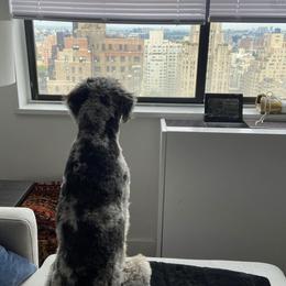 Aussiedoodle and Australian Shepherd All Grown Up from Australian Shepherds of C4 Farms