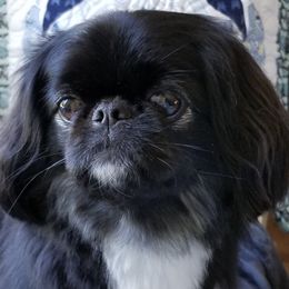 Pekingese from Southern Charms Pekingese