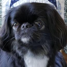 Pekingese from Southern Charms Pekingese