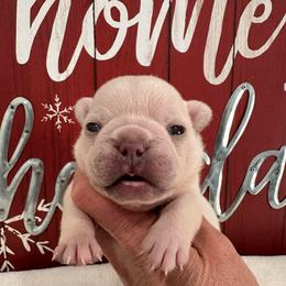 Cream (Brown Collar) - Cream male French Bulldog puppy in Smithfield, North Carolina from Roughneck Frenchies
