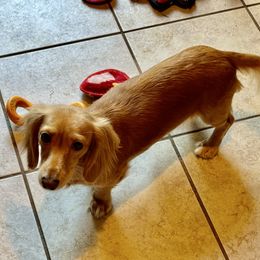 Lollipop - Dachshund