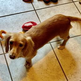 Lollipop - Dachshund