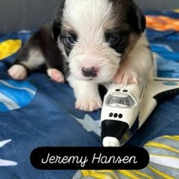 Boy 2 - Black and white male American Corgi puppy in Cocoa, Florida from Cascadian Space Coast Corgis LLC