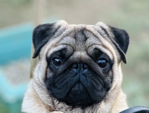 Bella — Pug Dam